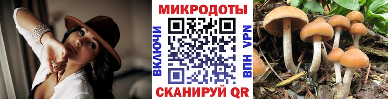 купить наркоту  Власиха  MEGA маркетплейс  Псилоцибиновые грибы Psilocybine cubensis 